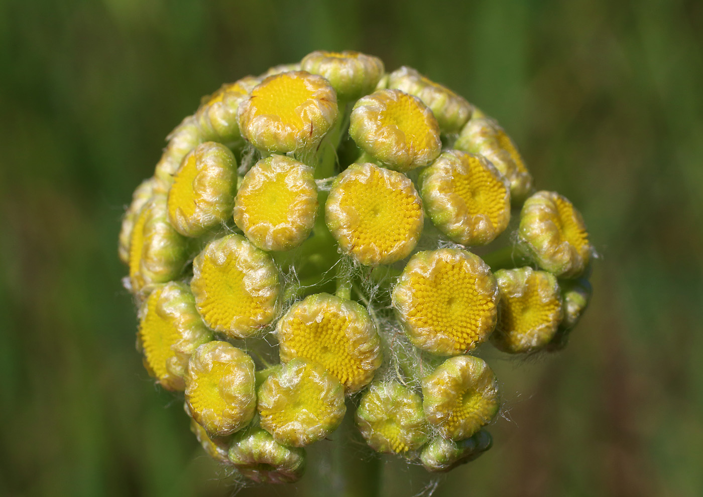 Изображение особи Pseudohandelia umbellifera.