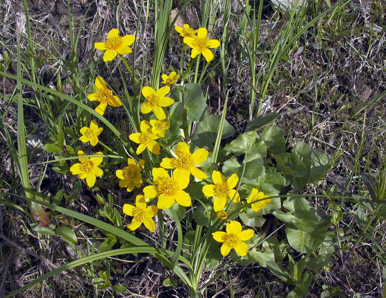 Изображение особи Caltha palustris.