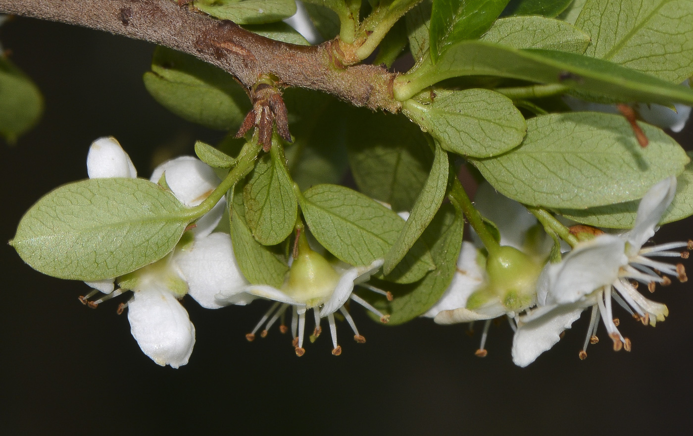 Image of Pyracantha rogersiana specimen.