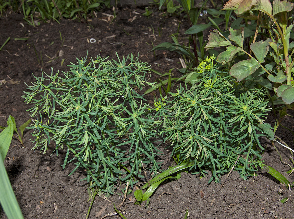 Image of genus Euphorbia specimen.