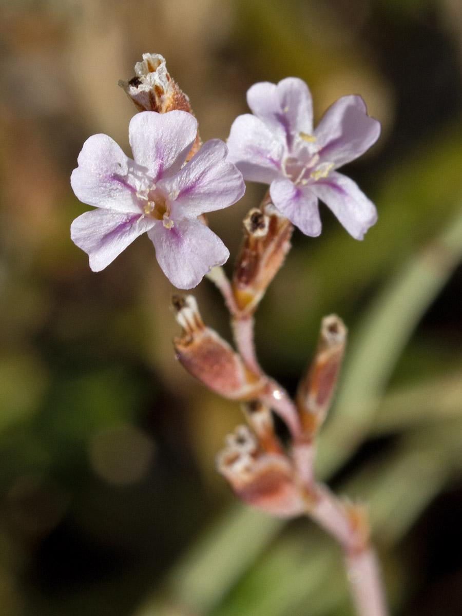 Изображение особи Limonium roridum.