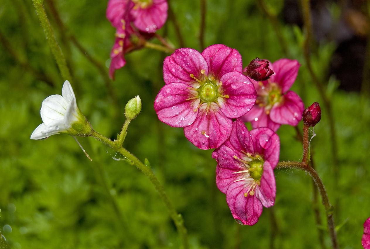 Image of Saxifraga &times; arendsii specimen.