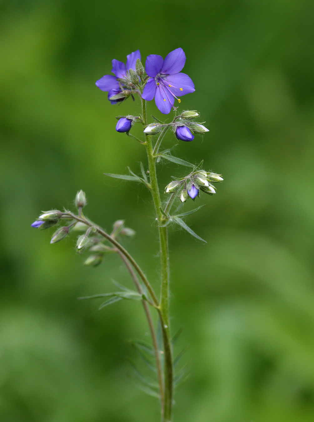 Image of Polemonium caeruleum specimen.