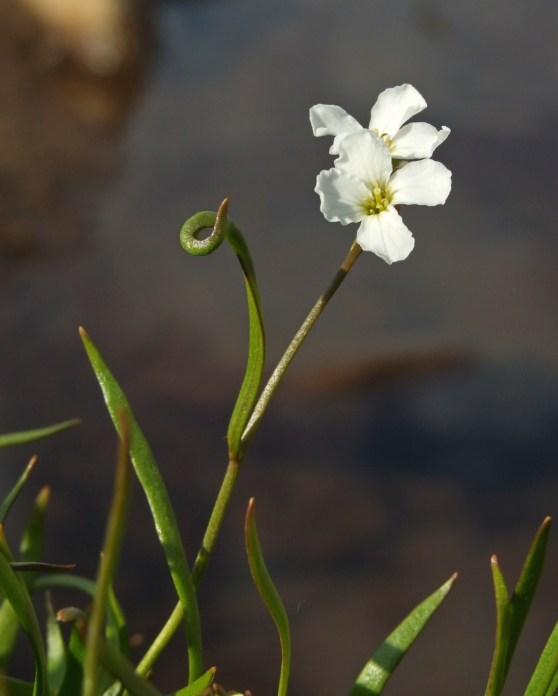 Image of Cardamine victoris specimen.