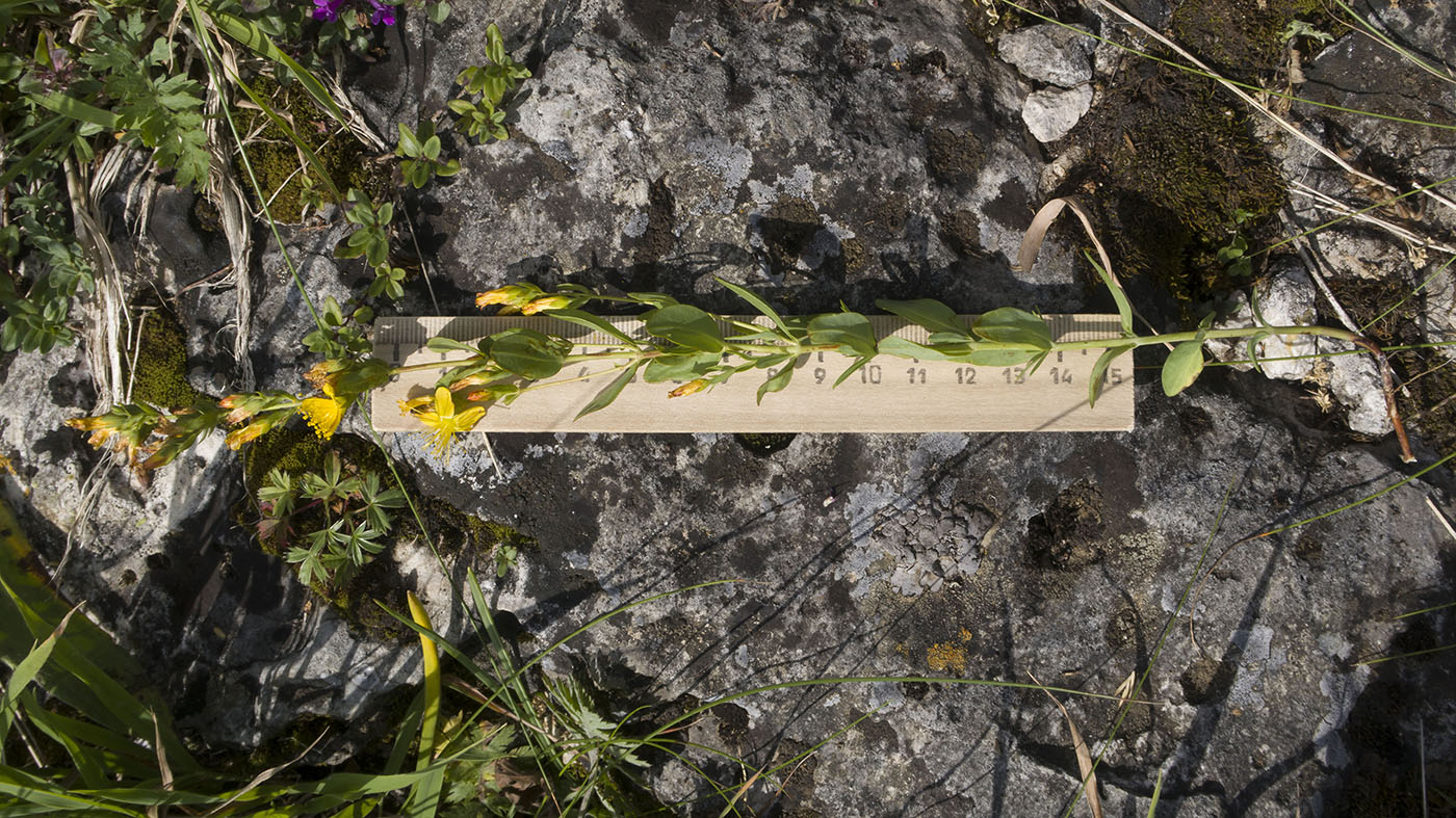 Image of Hypericum linarioides specimen.