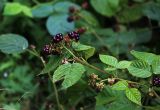 Rubus nessensis