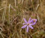 Galatella angustissima. Верхушка растения с соцветиями и с листьями, принимающими осеннюю окраску. Башкортостан, Кугарчинский р-н, окр. дер. Мурадымово, природный парк \"Мурадымовское ущелье\", долина р. Большой Ик, травянисто-степной склон на скальном массиве вдоль реки. 2 сентября 2018 г.