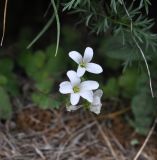 Saxifraga sibirica. Цветки. Грузия, Казбегский муниципалитет, средняя часть долины Чаухицхали, ≈ 2500 м н.у.м, крутой травянистый склон возле ручья в небольшом каньоне. 01.08.2018.