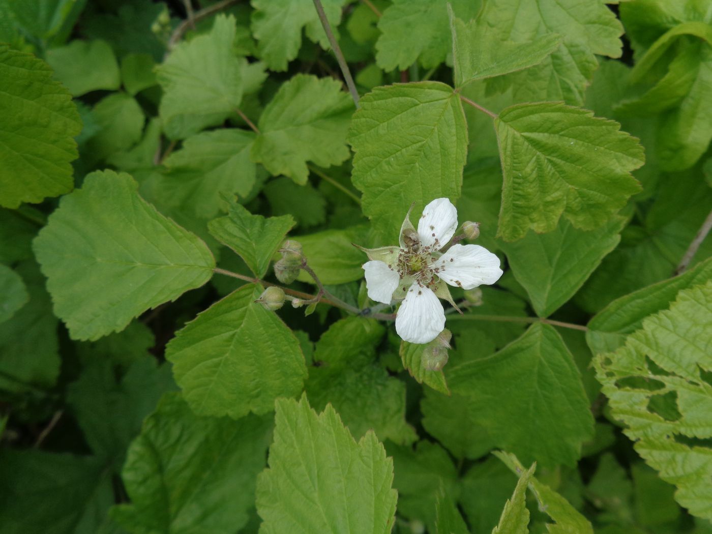 Image of Rubus caesius specimen.