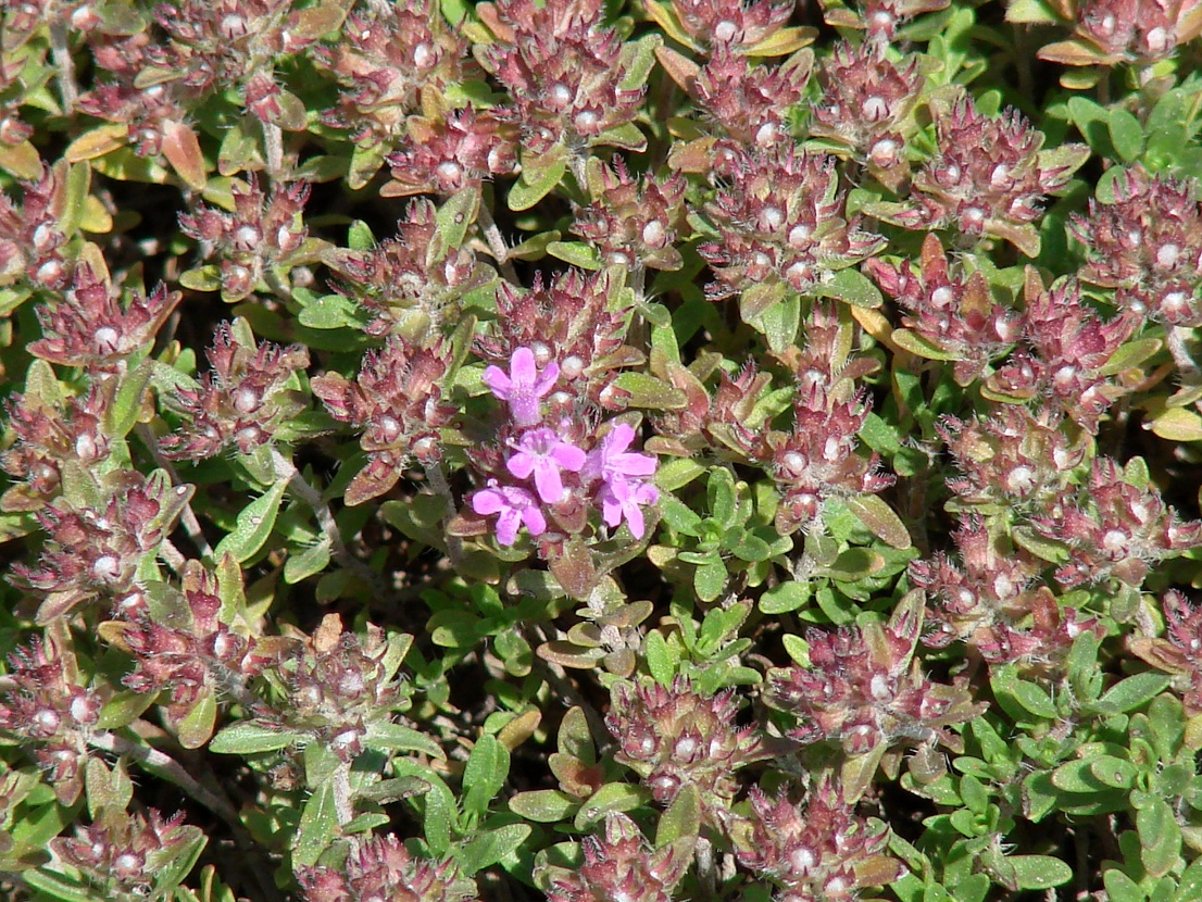 Image of genus Thymus specimen.