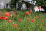 Papaver rhoeas