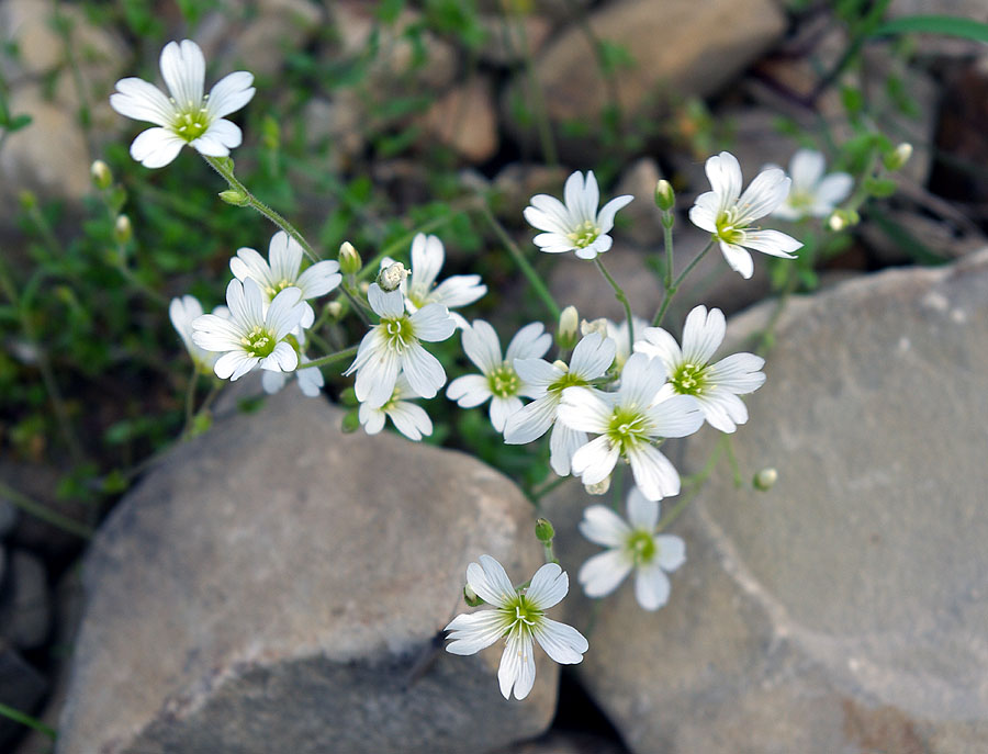 Image of genus Cerastium specimen.