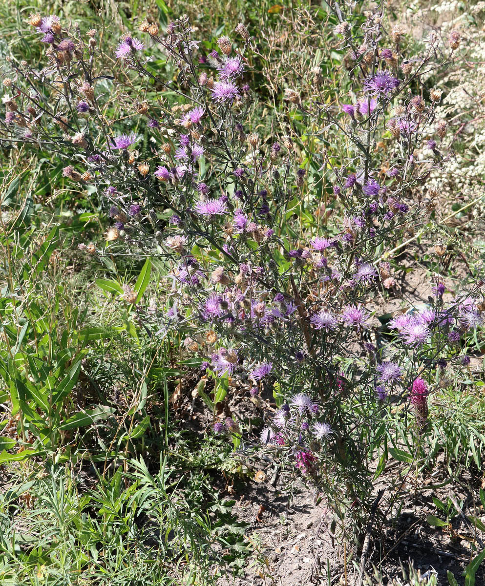 Изображение особи Centaurea stoebe.