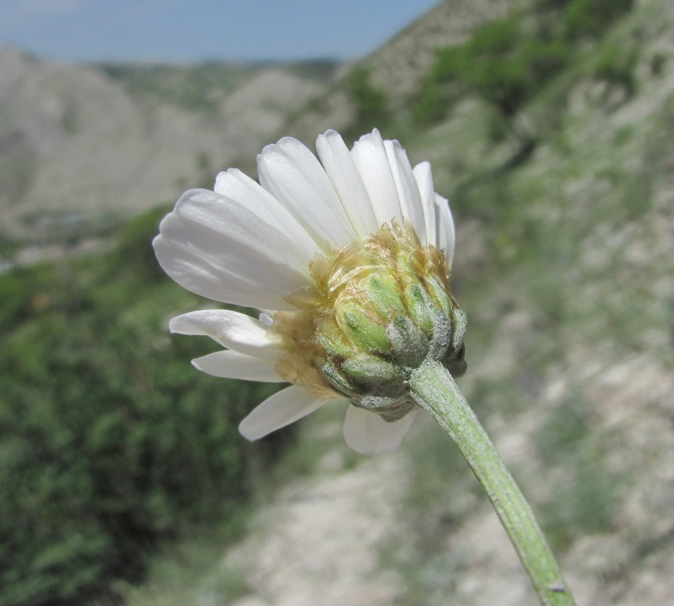 Image of Anthemis fruticulosa specimen.