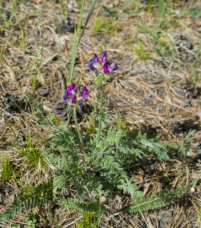 Изображение особи Oxytropis strobilacea.