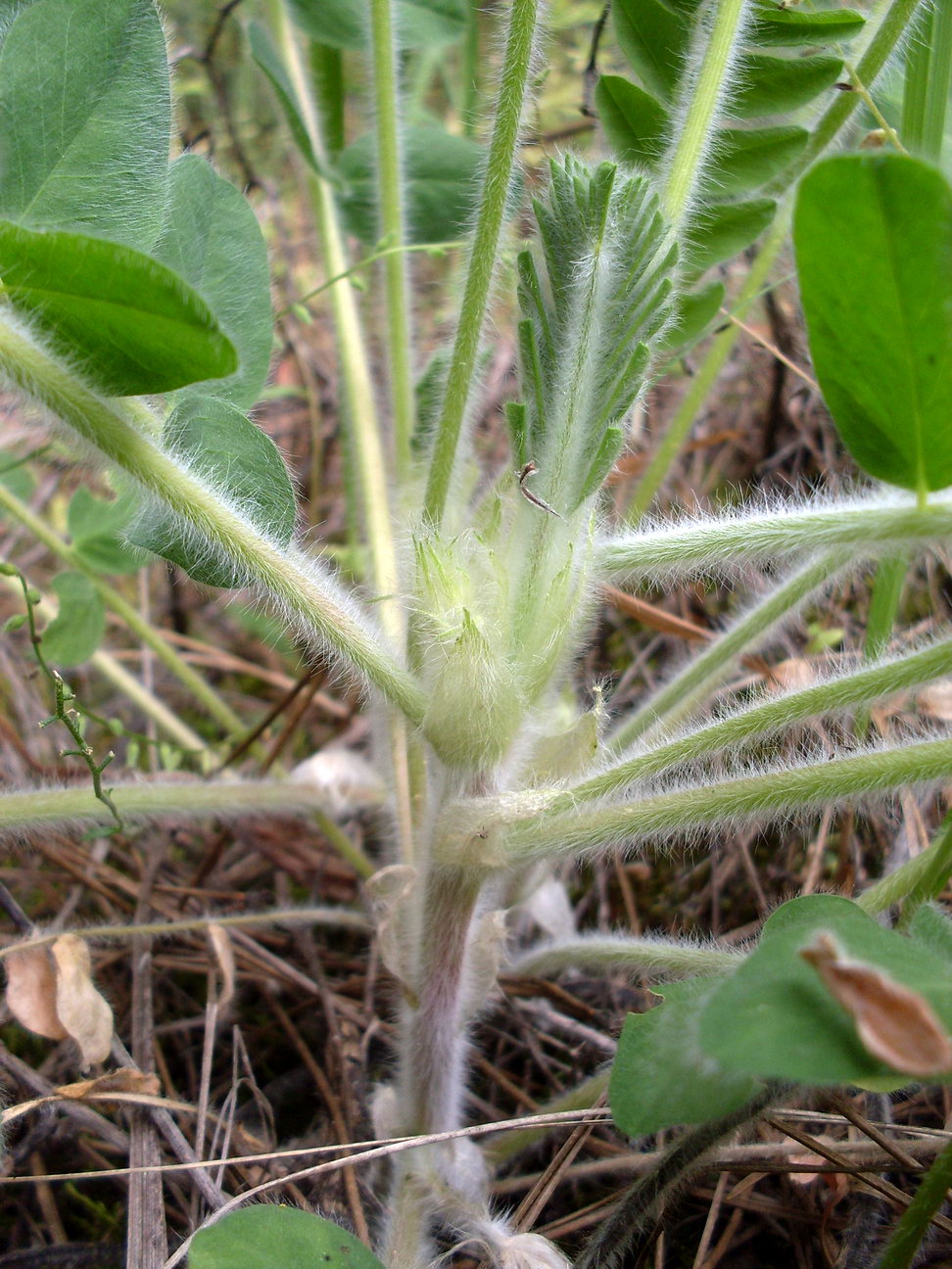 Image of Astragalus tanaiticus specimen.