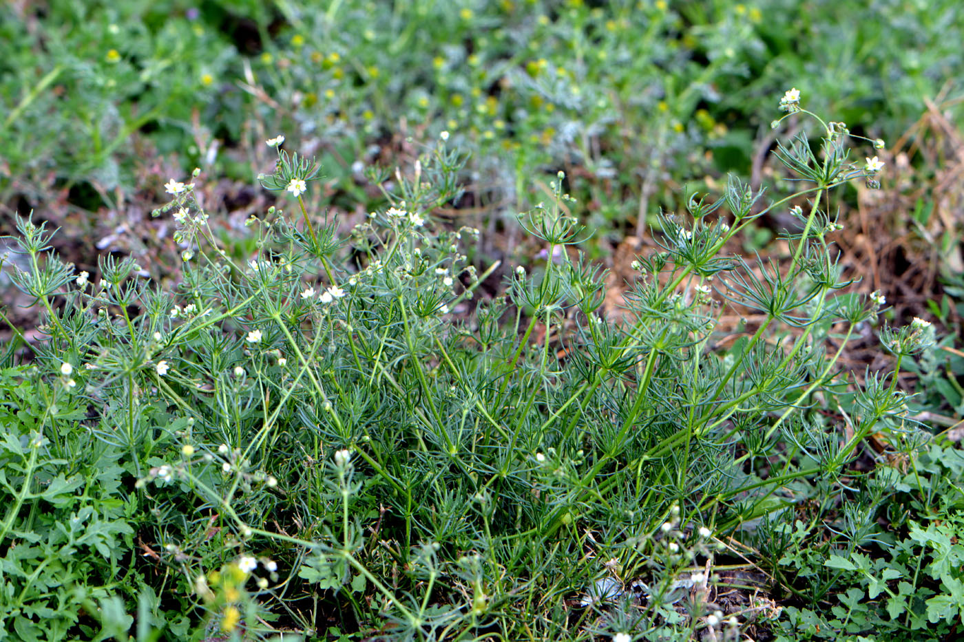 Image of Spergula arvensis specimen.