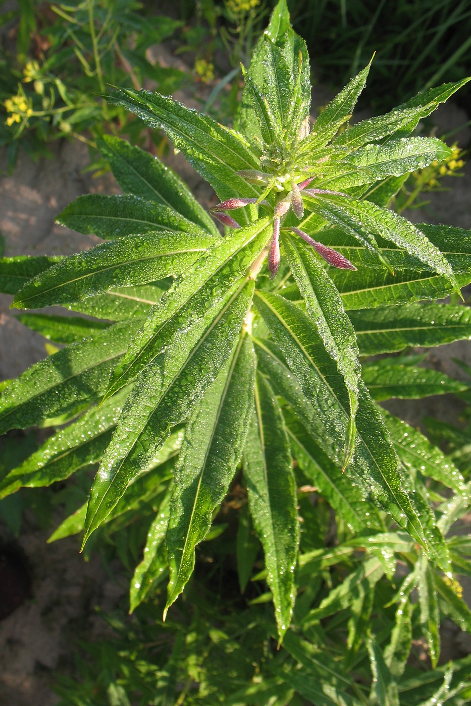 Image of Chamaenerion angustifolium specimen.