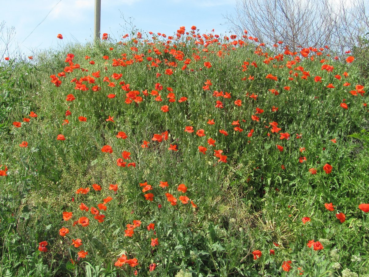 Image of Papaver rhoeas specimen.