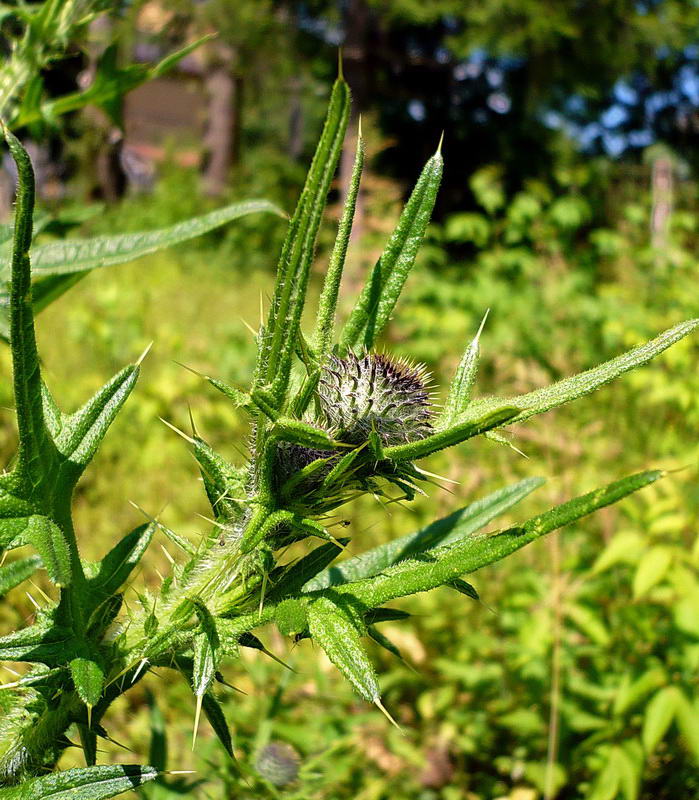 Изображение особи Cirsium polonicum.