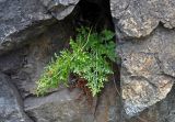 genus Asplenium. Взрослое растение. Сербия, национальный парк Тара, плоскогорье Равна Тара, западный берег оз. Заовине, сосновый лес, на скале. 11.07.2019.