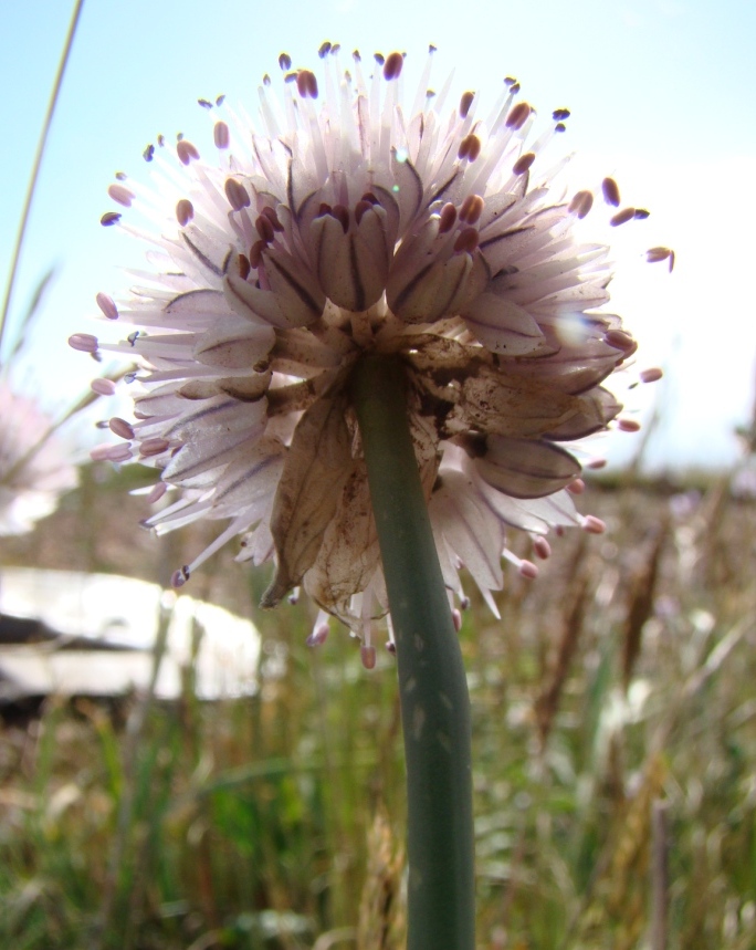 Изображение особи Allium pseudostrictum.