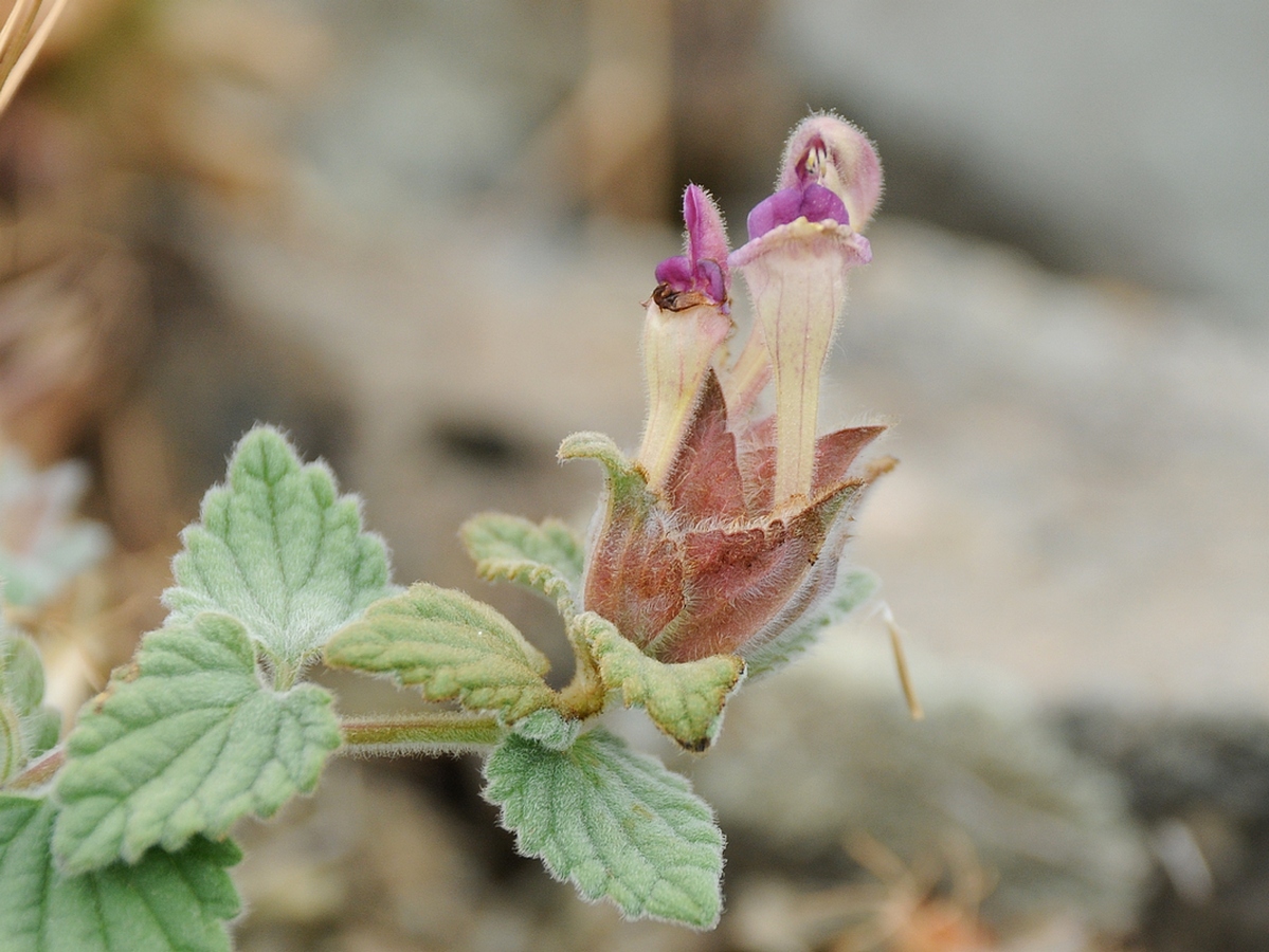 Image of Scutellaria karatavica specimen.