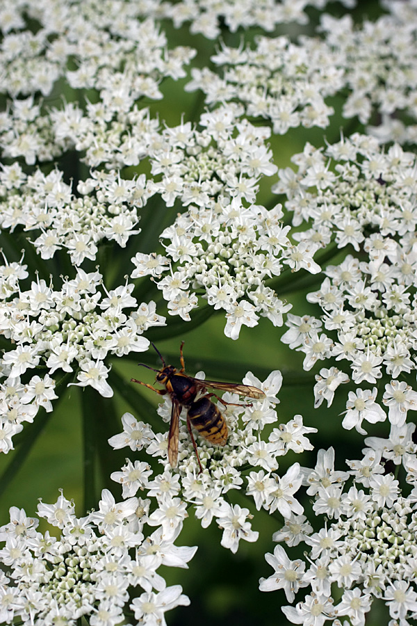 Image of Heracleum sosnowskyi specimen.