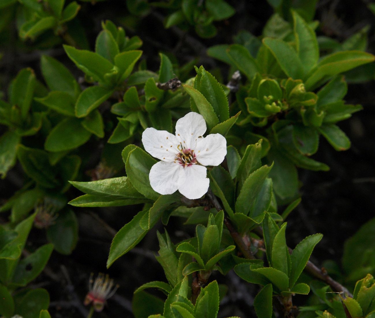 Image of familia Rosaceae specimen.