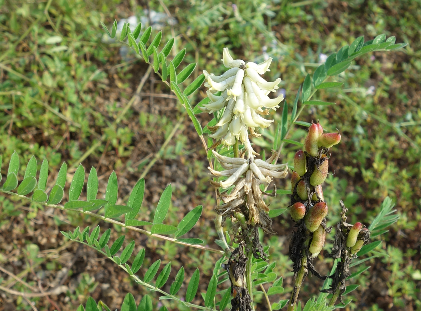 Изображение особи Astragalus uliginosus.