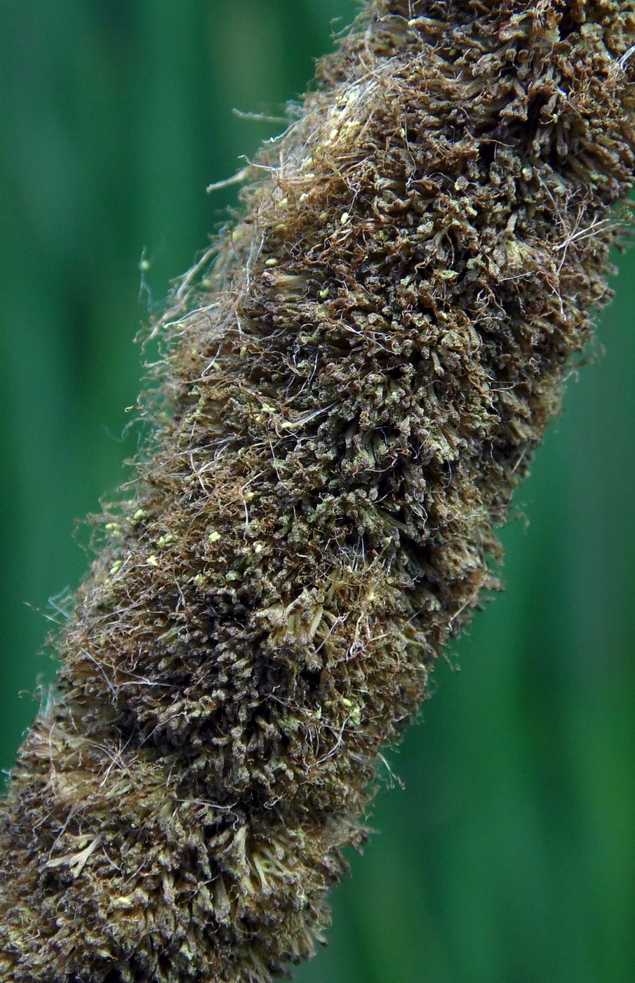 Image of Typha angustifolia specimen.