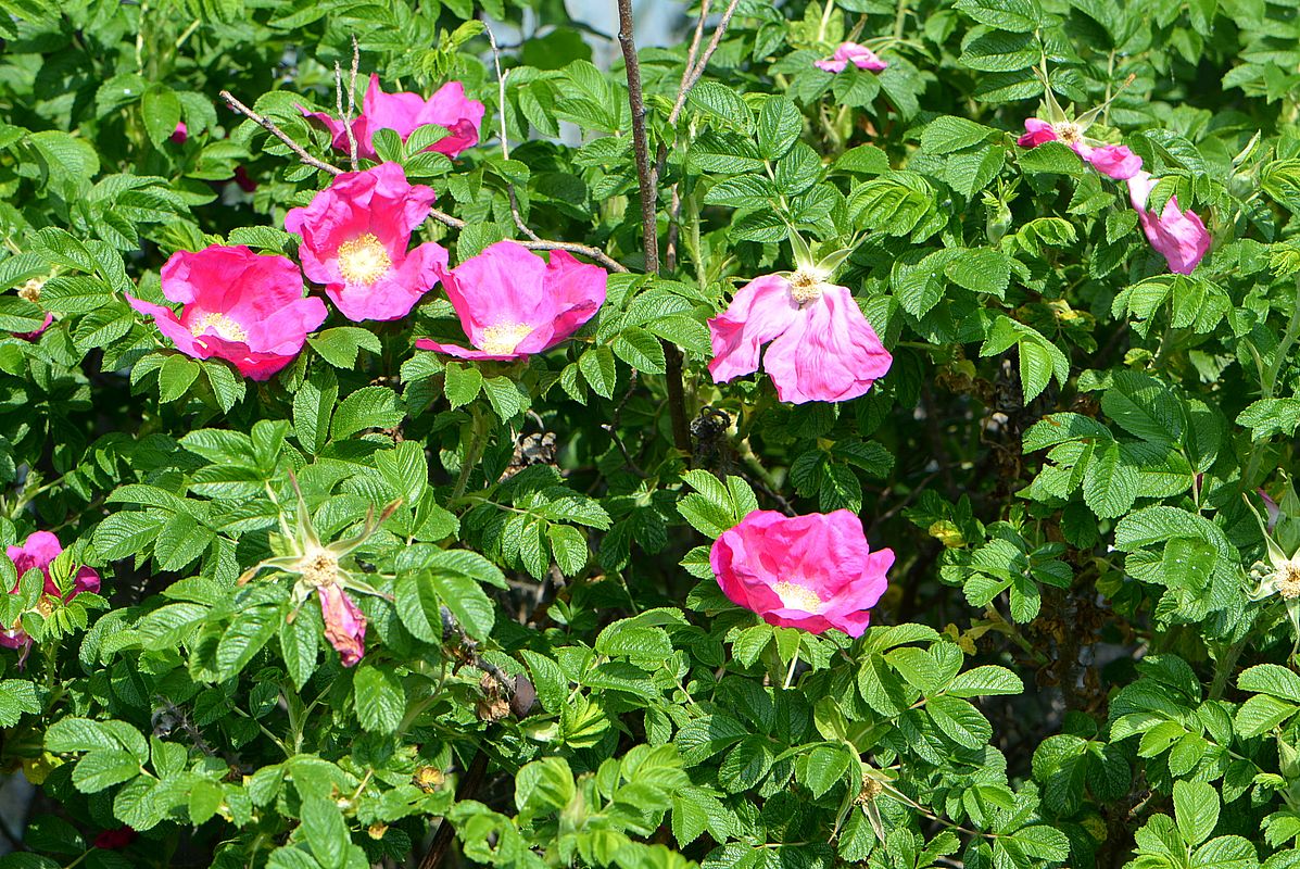 Image of Rosa rugosa specimen.