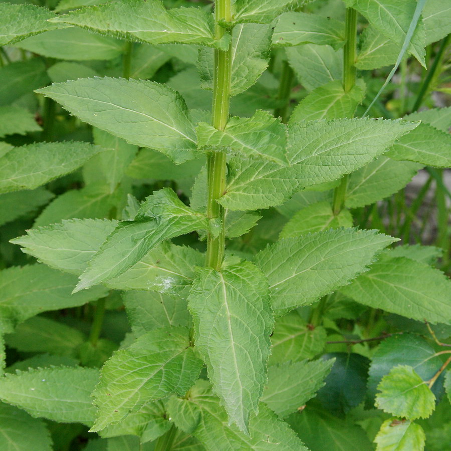 Image of Gadellia lactiflora specimen.