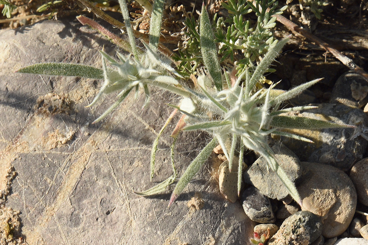 Изображение особи Ceratocarpus utriculosus.