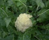 Brassica разновидность botrytis