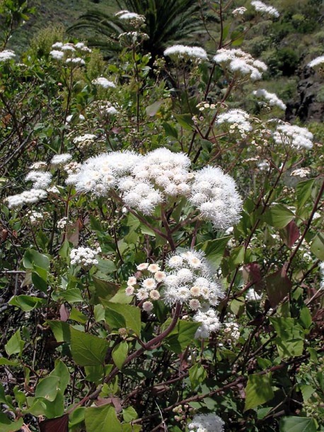 Image of Ageratina adenophora specimen.