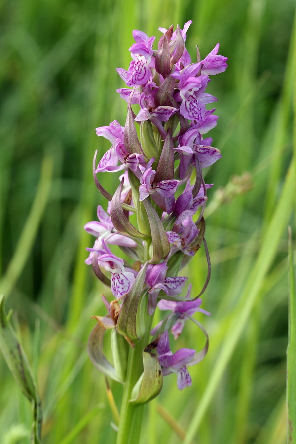 Изображение особи Dactylorhiza incarnata.