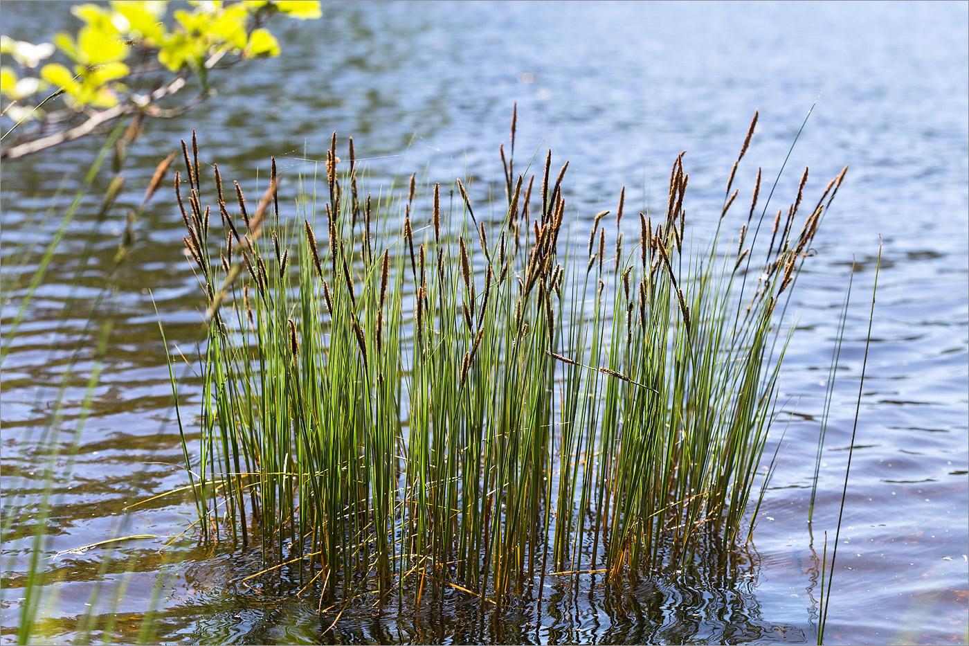 Изображение особи Carex elata.