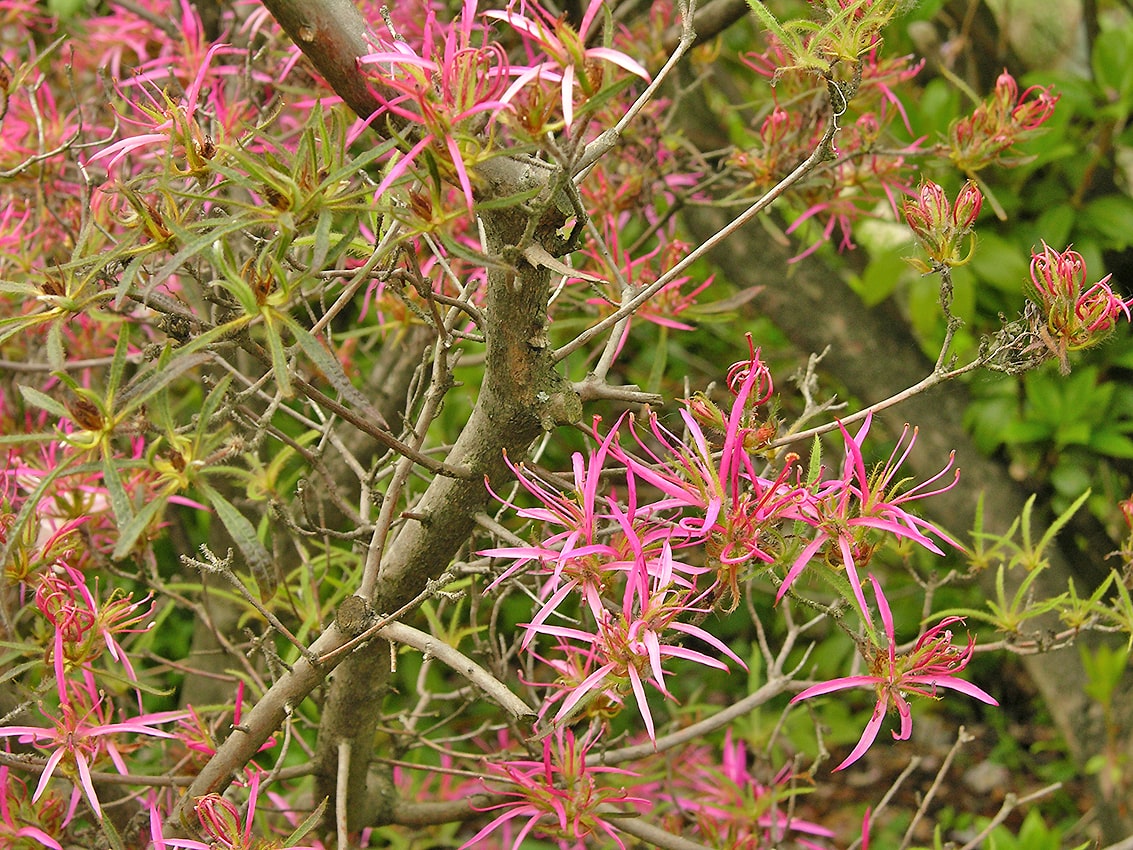 Изображение особи Rhododendron stenopetalum.