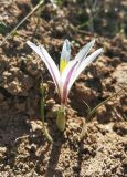 Colchicum kesselringii