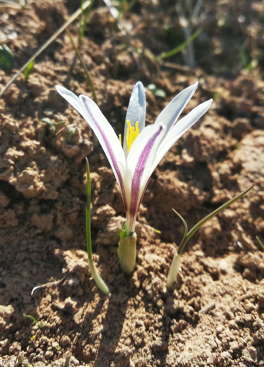 Изображение особи Colchicum kesselringii.