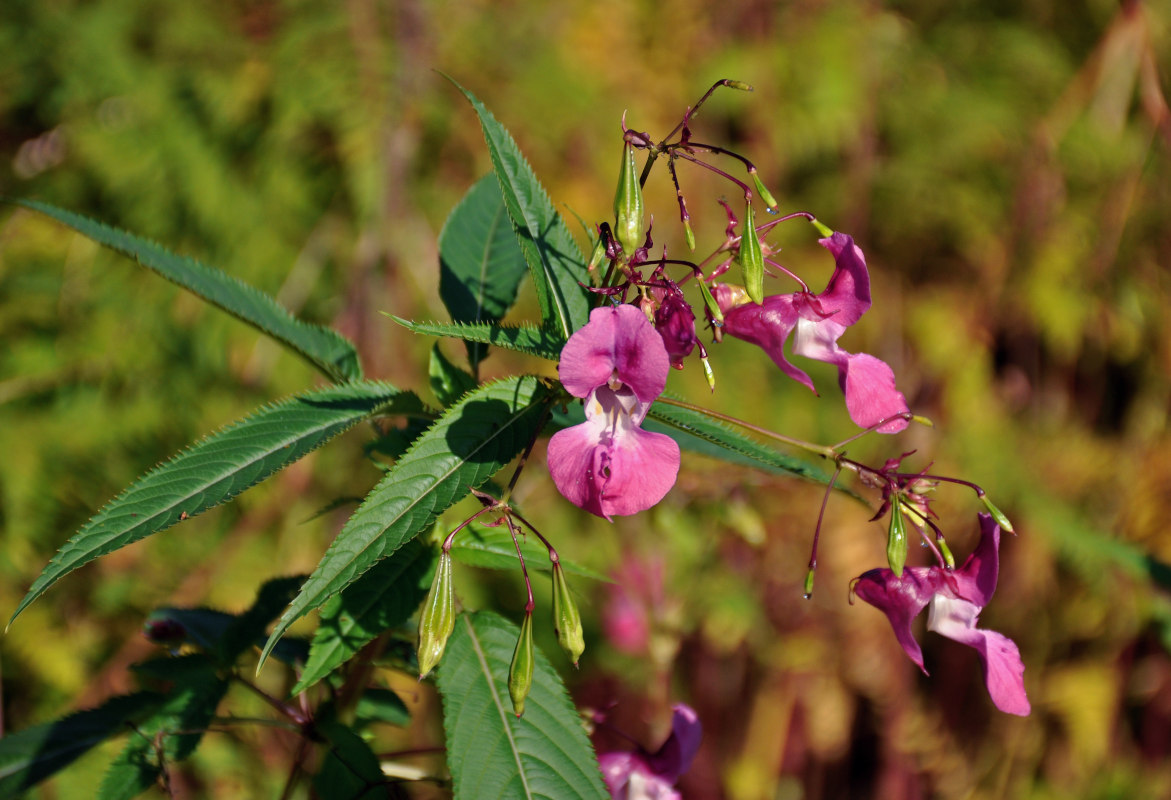 Image of Impatiens glandulifera specimen.