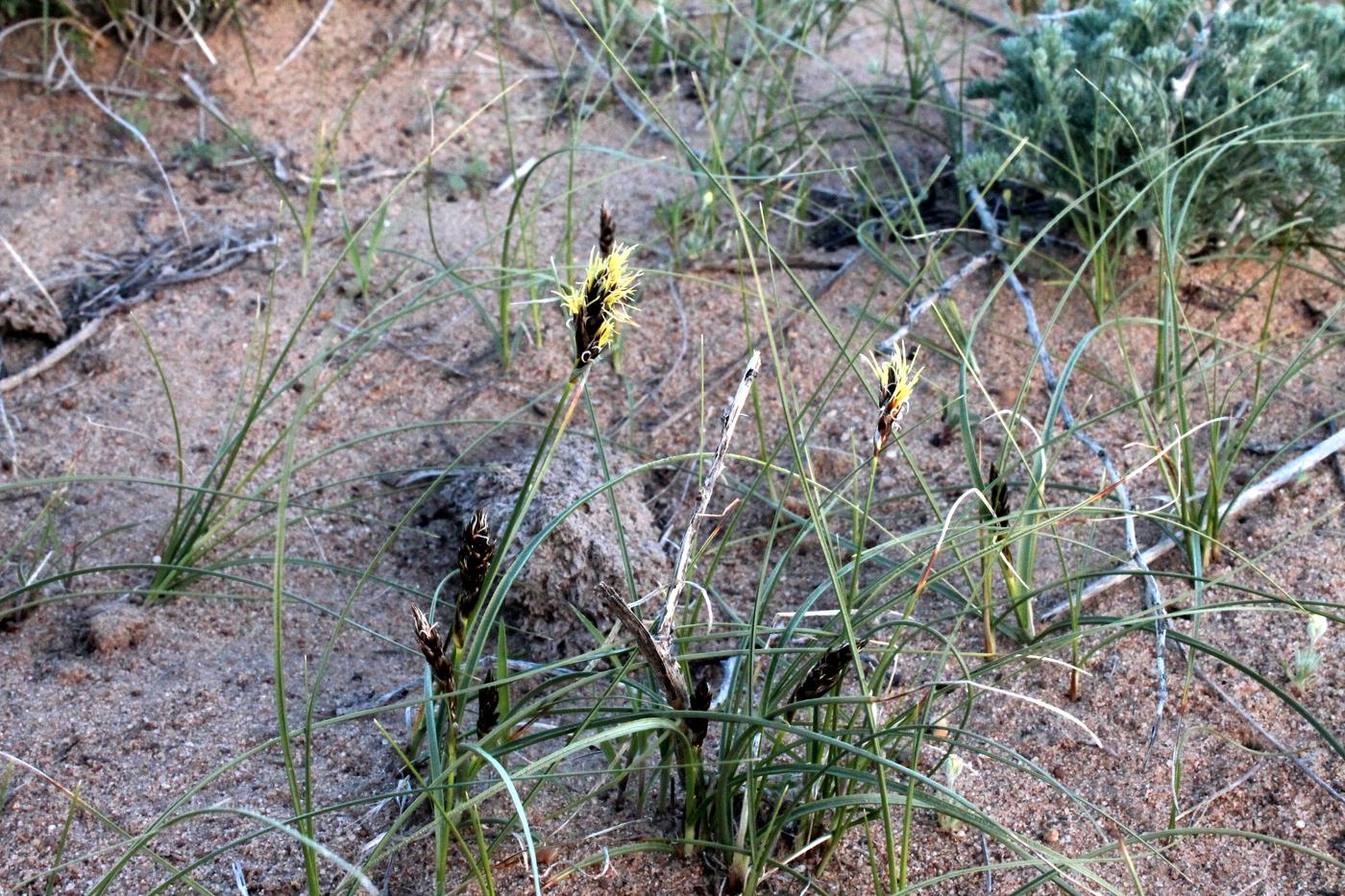 Изображение особи Carex physodes.