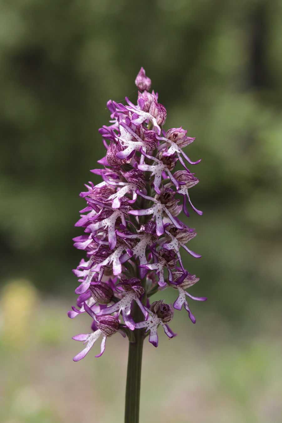 Image of Orchis &times; angusticruris specimen.