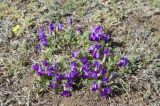 Oxytropis intermedia