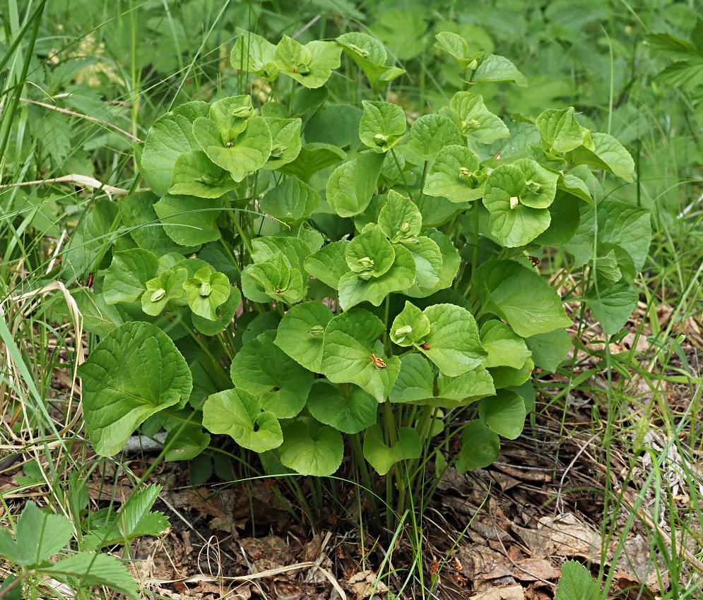 Image of Viola mirabilis specimen.