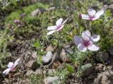 Смотреть изображение Linum tenuifolium