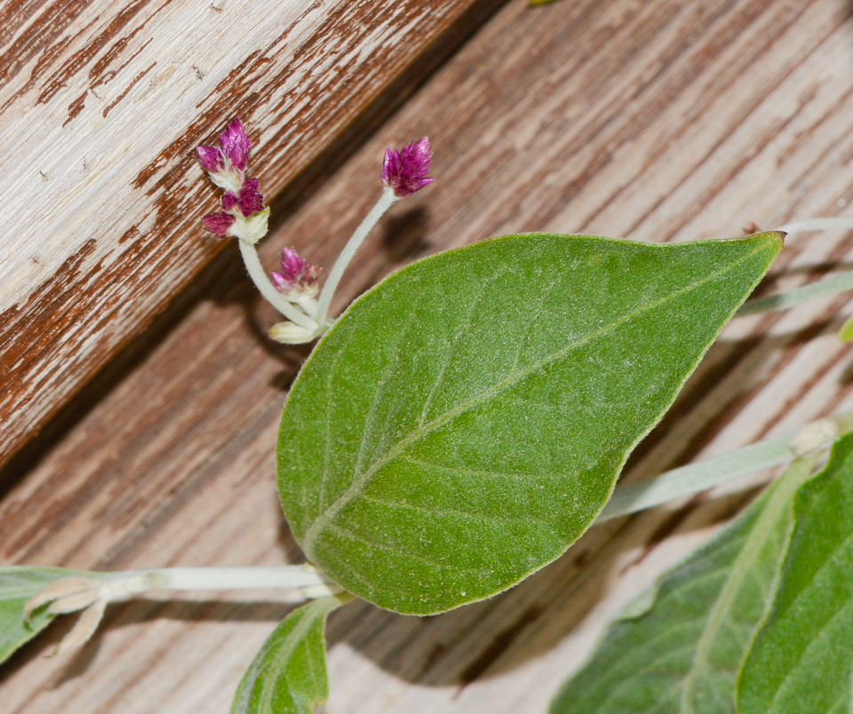 Image of Alternanthera porrigens specimen.