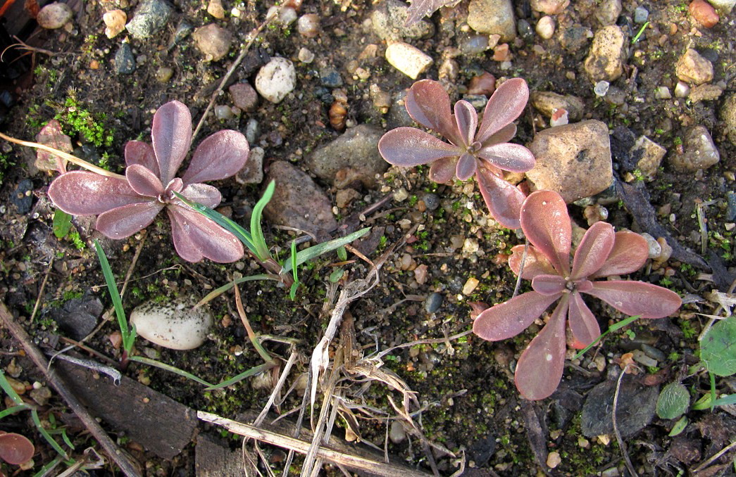 Image of Polygala amarella specimen.