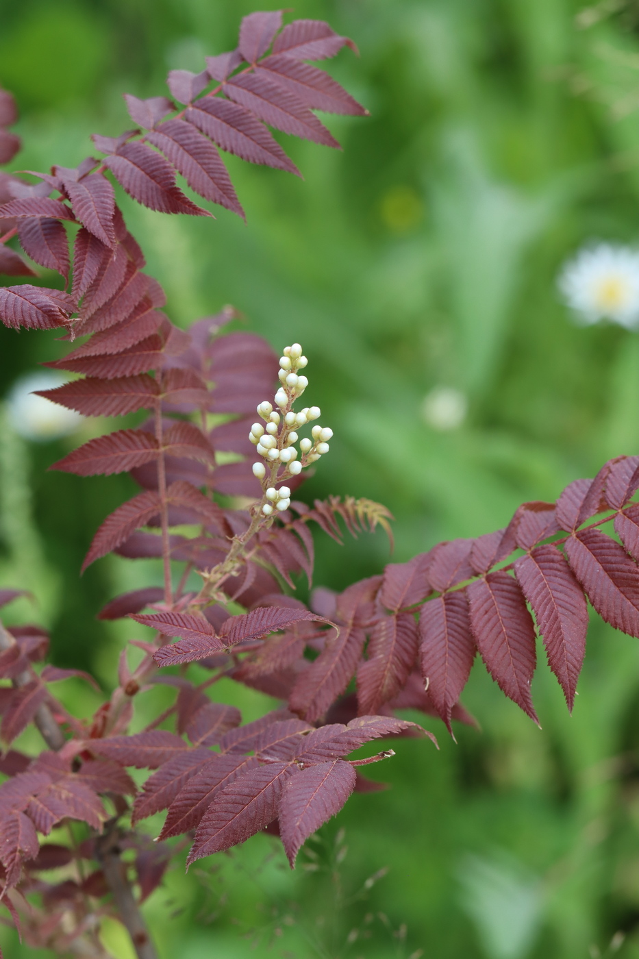 Image of Sorbaria sorbifolia specimen.